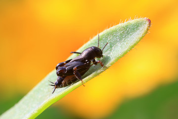 pygmy sand cricket in the wild