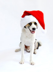 dog with christmas santa hat ornament