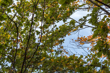 Äste und Zweige. Laubbäume im Herbst. Blauer Himmel im Hintergrund. Oktober 2017