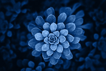 Blue palnt flower.