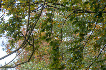 Äste und Zweige. Laubbäume im Herbst, Oktober 2017