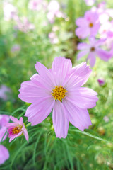 Obraz premium beautiful pink cosmos flower in garden