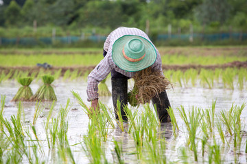 farmers planting rice plants in rice paddy, Northern Thailand.