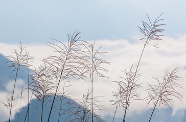 Mountainous landscape in Northern Vietnam with grasses in the foreground.