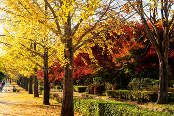Naklejka premium 人と犬が銀杏並木の下を散歩する風景／Ginkgo and maple trees