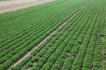 Peanut Plants in the Farmland