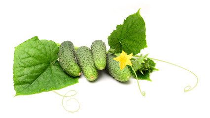 Cucumber isolated on white background