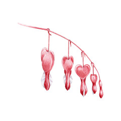 Dicentra flowers watercolor illustration.  Hand drawn broken heart flower with buds blooming element. Bleeding heart blossom decoration for Valentine's day, isolated on white background.