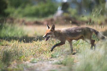 Fox running wild