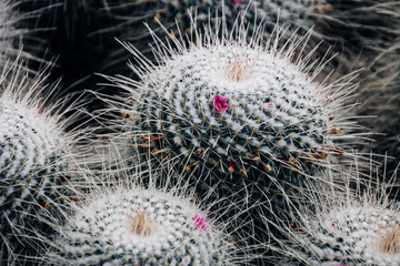 Round cacti with light long spikes and flowers