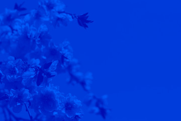 Fototapeta na wymiar Sakura twig with copy space, classic blue toned.