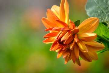 orange flower on green background
