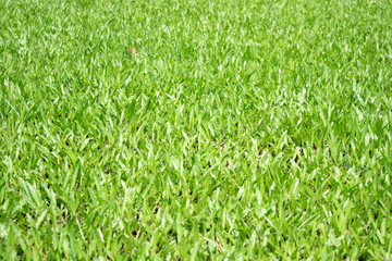 Green grass in the park