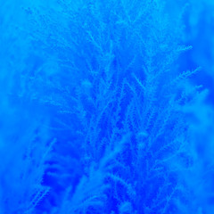 Fototapeta na wymiar The natural texture of the plant is toned in blue.