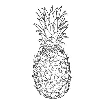 recommend clip art: Vector Sketch Whole Pineapple