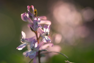 close up of corydalis flower on natural background 