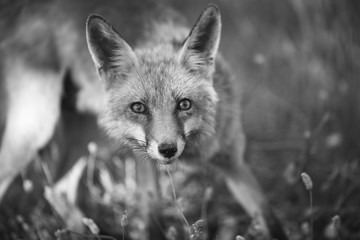 Foxportrait