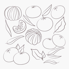  sketch vector. coloring. organic food. set of tangerines. diet products. vegetarianism and raw food diet