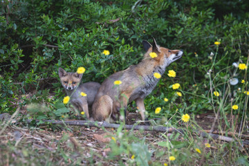 Fox with Chilg looking