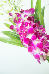 Close up violet orchid with pandan on white background
