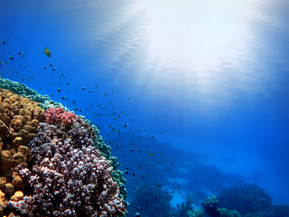 Fototapeta na wymiar Rays of the sun through the ocean and coral reef