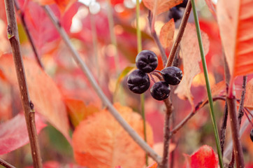 berries of domestic chokeberry on a bush against the background of red leaves of Aronia on a branch in autumn.