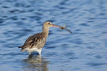 Großer Brachvogel (Numenius arquata) Altvogel mit Krebs im Schnabel, Schleswig-Holstein, Deutschland