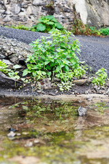 Fototapeta na wymiar Grupo de hierbas reflejadas en un charco de agua de la lluvia