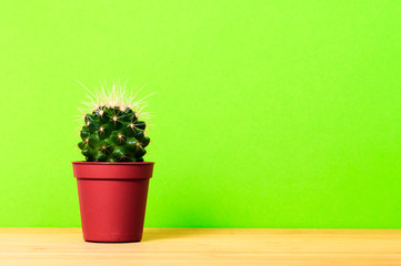 a small cactus on a shelf on a green background, mock up, copy space on the right