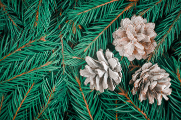 Top view of three cones covered with hoarfrost on fluffy branches of blue spruce with copy space. New year, winter, christmas greeting card template