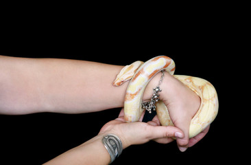 Female hands with snake. Woman holds Boa constrictor albino snake in hand with jewelry. Exotic tropical cold blooded reptile animal, Boa constrictor non poisonous species of snake. Pet concept.