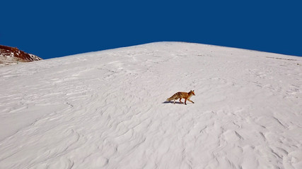 Red Fox (Vulpes vulpes) walks in the snow. Palandoken winter ski resort in Erzurum.