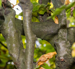 Buchenhecke im Herbst. Oktober 2017