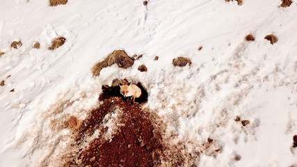 Red fox (Vulpes vulpes) in front of the burrow hole opened by the soil. Winter ski resort in Palandöken, Erzurum