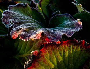 Frosted bergenia