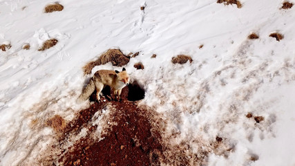 Red fox (Vulpes vulpes) in front of the burrow hole opened by the soil. Winter ski resort in Palandöken, Erzurum