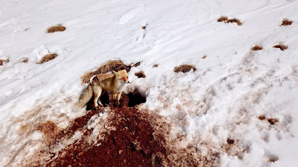 Red fox (Vulpes vulpes) in front of the burrow hole opened by the soil. Winter ski resort in Palandöken, Erzurum