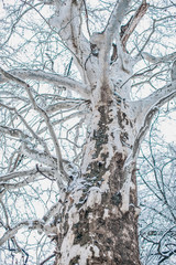 Tree. Winter day. Snow. Tree background. 