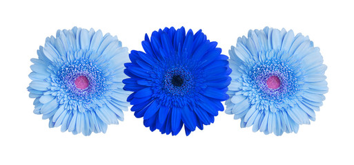Three light blue and dark blue gerbera flowers on white background isolated close up, gerber flower pattern, decorative floral border, daisies holiday decoration, daisy head top view, design element