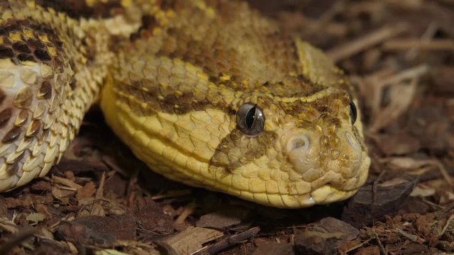 Tanzanian Puff Adder