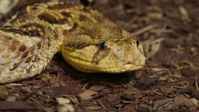 Tanzanian Puff Adder
