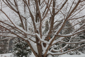 Maple Tree covered with snow