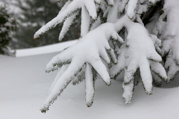 snow on the pine needles