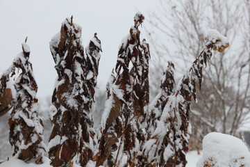 Shriveling bush in cold snow