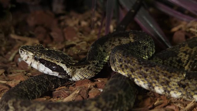 Fer De Lance Viper Snake