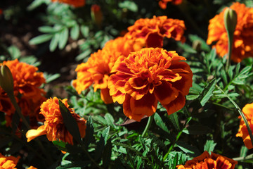 flowers in the garden 