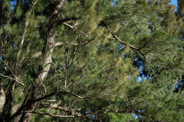 thick tropical foliage with trees with sky