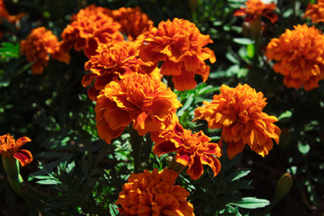 flowers in the garden 