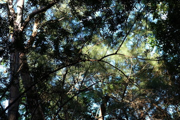 Canopy with sunlit trees and sky