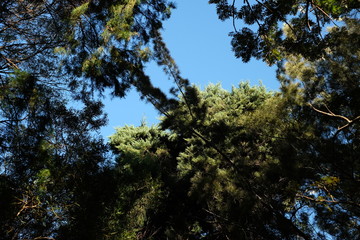 Canopy with sunlit trees and sky